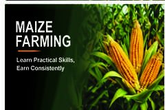 MAIZE FARMING