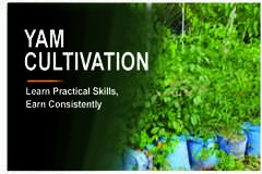 YAM CULTIVATION