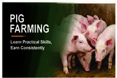 PIG FARMING