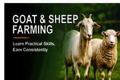GOAT & SHEEP FARMING